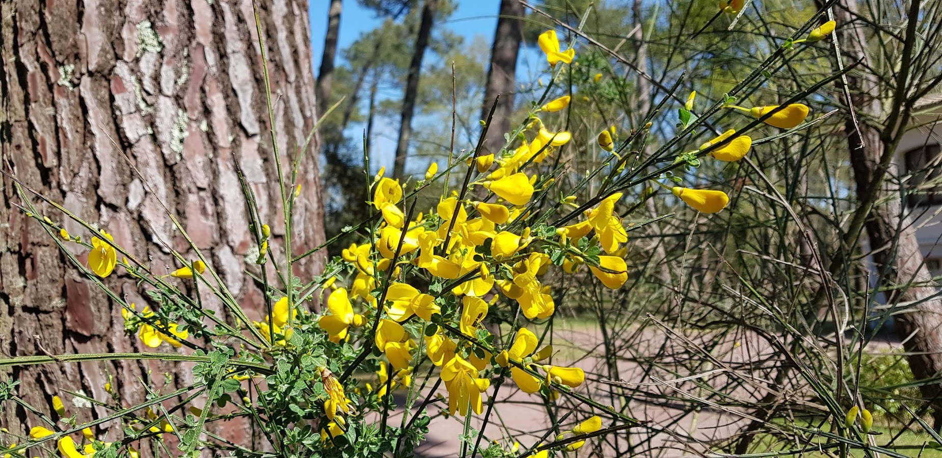 Im Frühling...