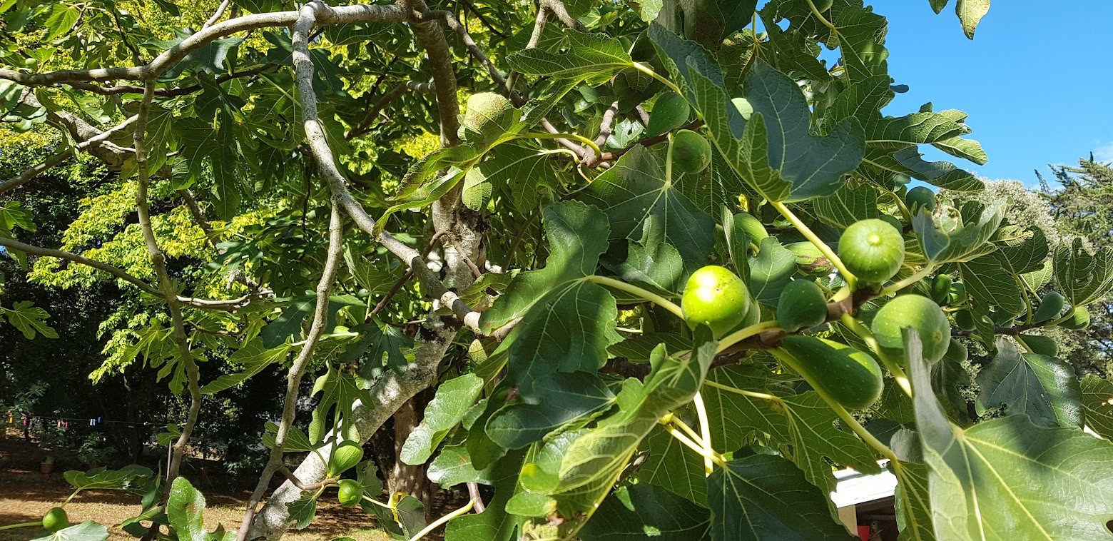 Flora und ihre Früchte