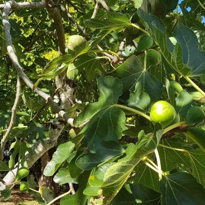 La Flore et ses Fruits