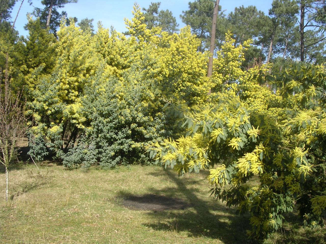 Les Mimosas en fleur