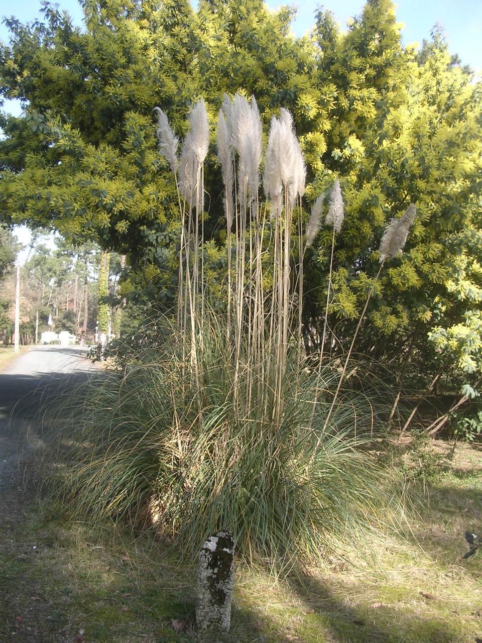 Herbes de Pampas et Mimosas