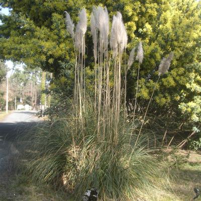 Herbes de Pampas et Mimosas