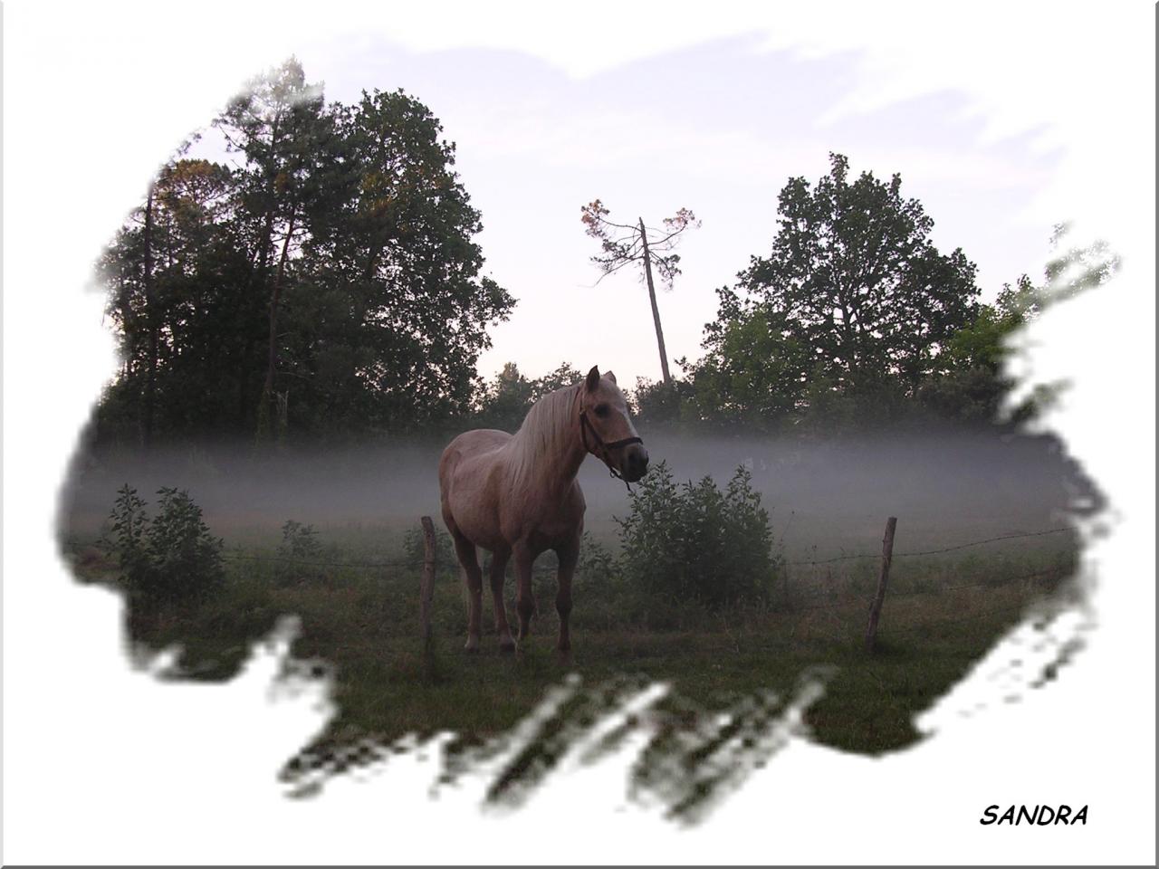 SANDRA le petit cheval du Mus de Loup