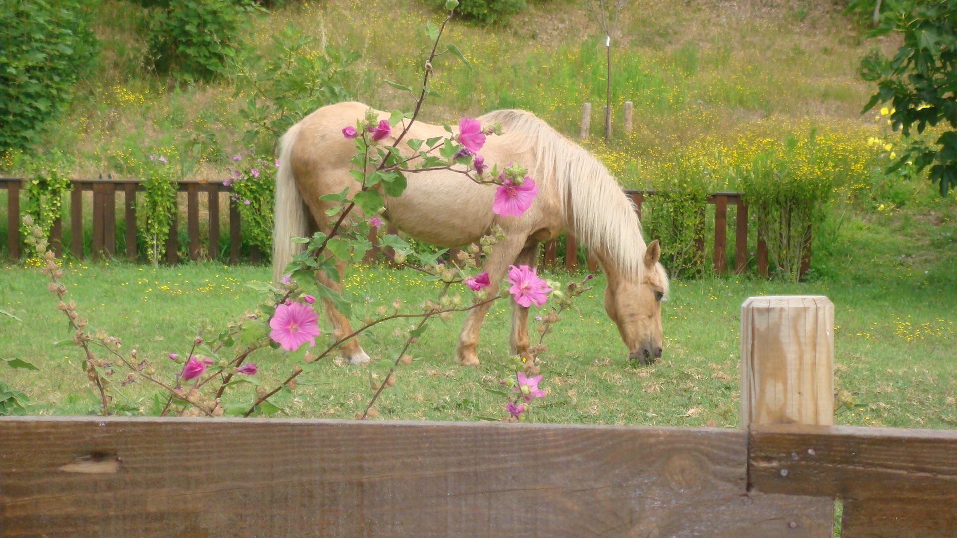 Le petit Cheval du Mus de Loup